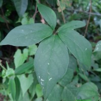 Dioscorea pentaphylla L.